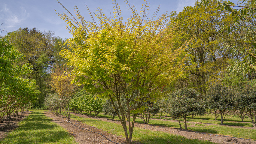 Zelkova serrata 'Ogon' multi-stem umbrella