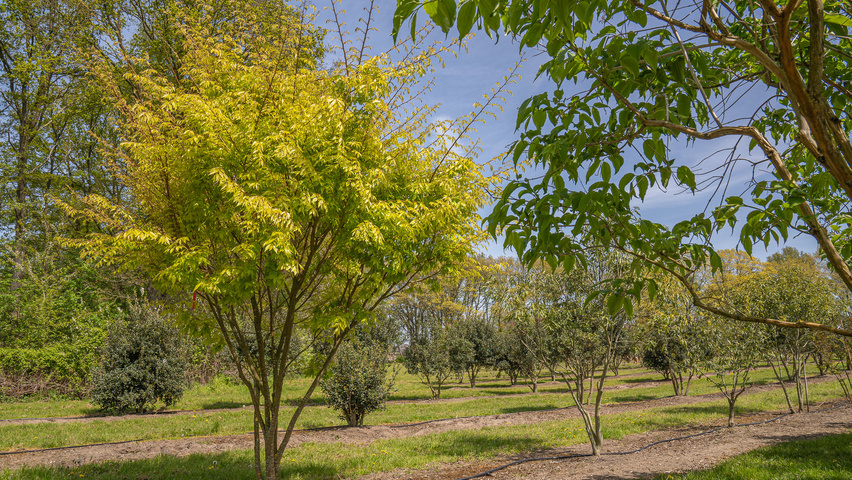 Zelkova serrata 'Ogon' multi-stem umbrella