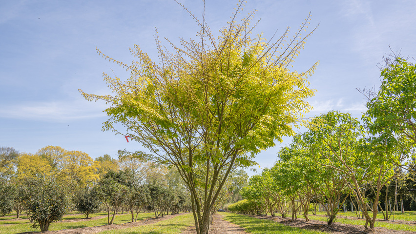 Zelkova serrata 'Ogon' multi-stem umbrella
