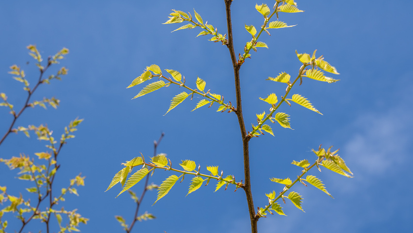 Zelkova serrata 'Ogon' twigs
