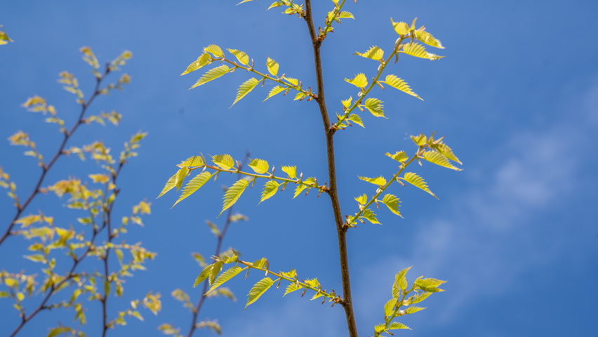 Zelkova serrata 'Ogon' twigs