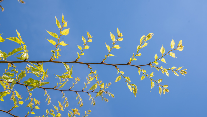 Zelkova serrata 'Ogon' twigs