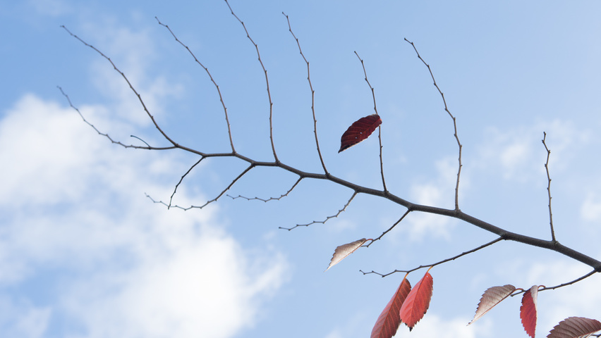 Zelkova serrata twigs