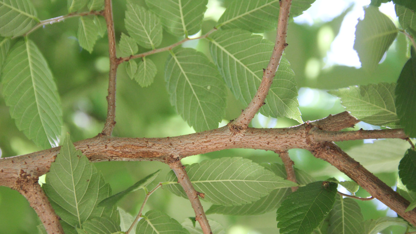 Zelkova serrata twigs