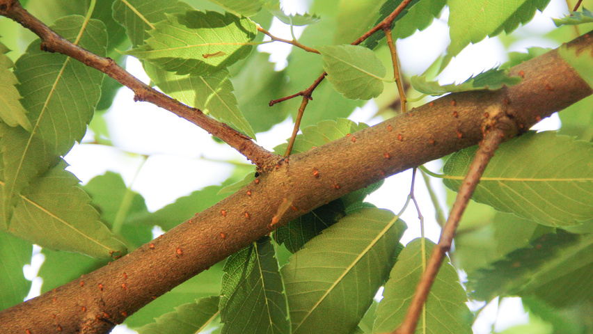 Zelkova serrata twigs