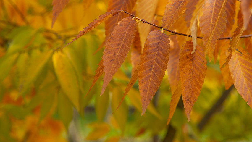Zelkova serrata 'Urban Ruby' autumn leaves