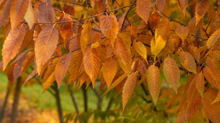 Zelkova serrata 'Urban Ruby' autumn leaves