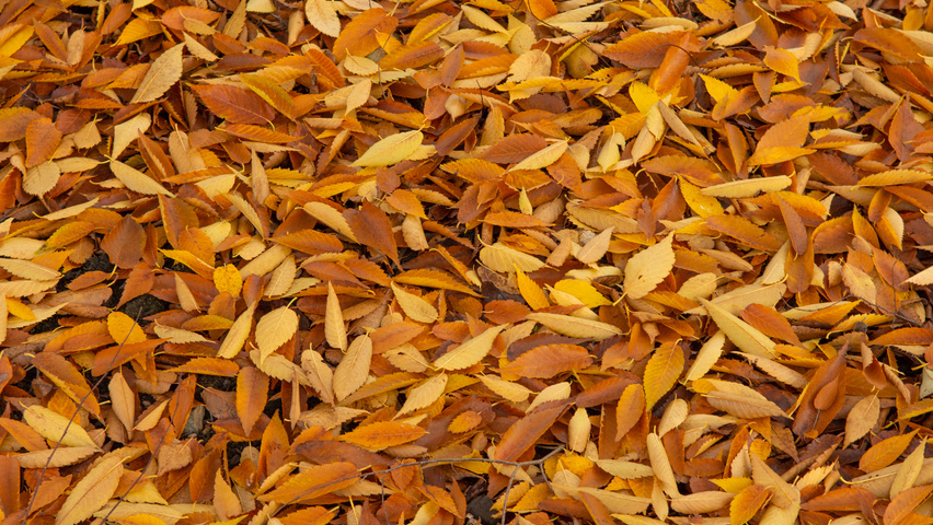 Zelkova serrata 'Urban Ruby' autumn leaves