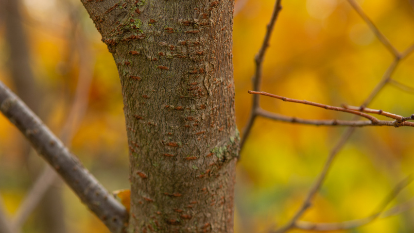 Zelkova serrata 'Urban Ruby' bark