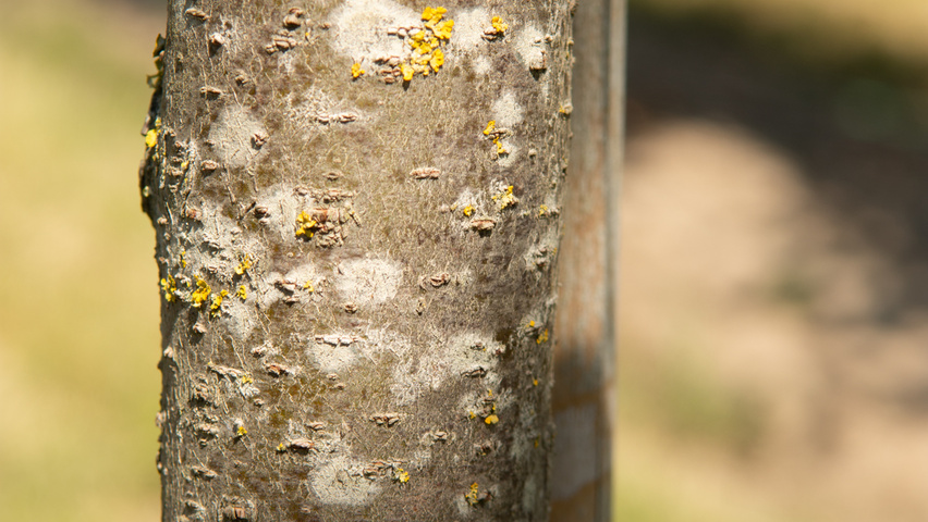 Zelkova serrata 'Urban Ruby' bark