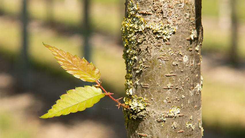 Zelkova serrata 'Urban Ruby' bark