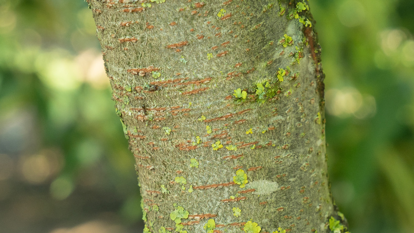 Zelkova serrata 'Urban Ruby' bark