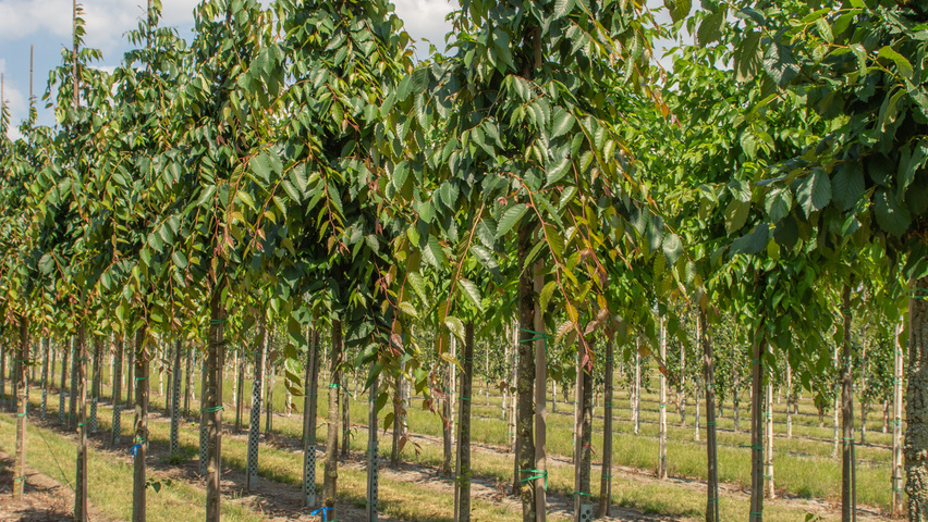 Zelkova serrata 'Urban Ruby' standard tree