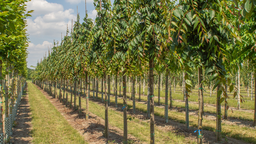 Zelkova serrata 'Urban Ruby' standard tree