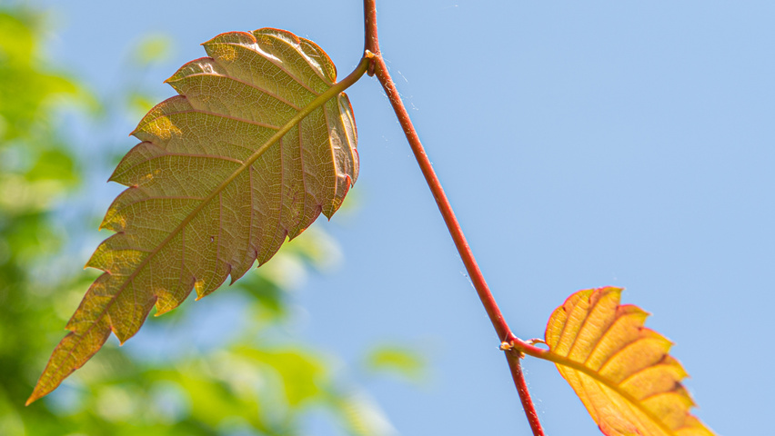 Zelkova serrata 'Urban Ruby' leaves