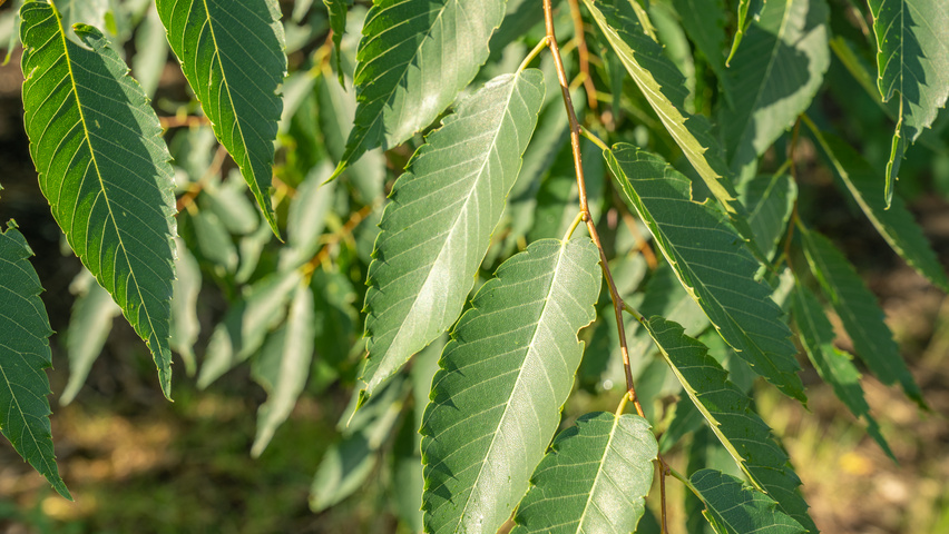 Zelkova serrata 'Urban Ruby' leaves