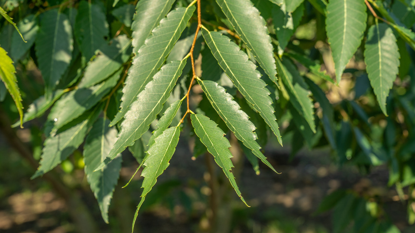 Zelkova serrata 'Urban Ruby' leaves