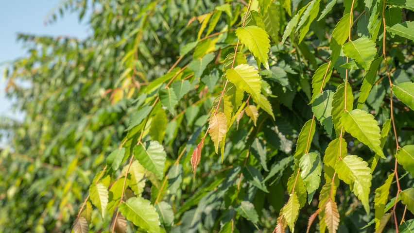 Zelkova serrata 'Urban Ruby' leaves