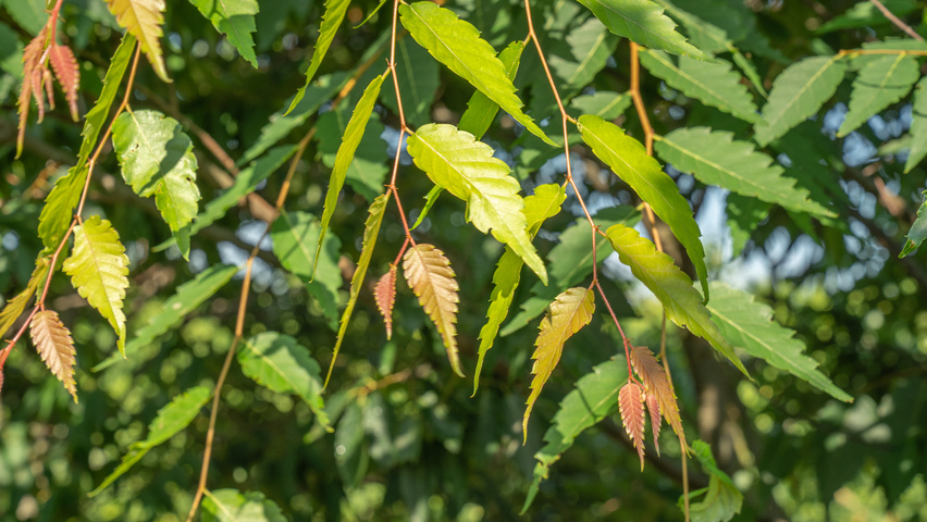 Zelkova serrata 'Urban Ruby' leaves
