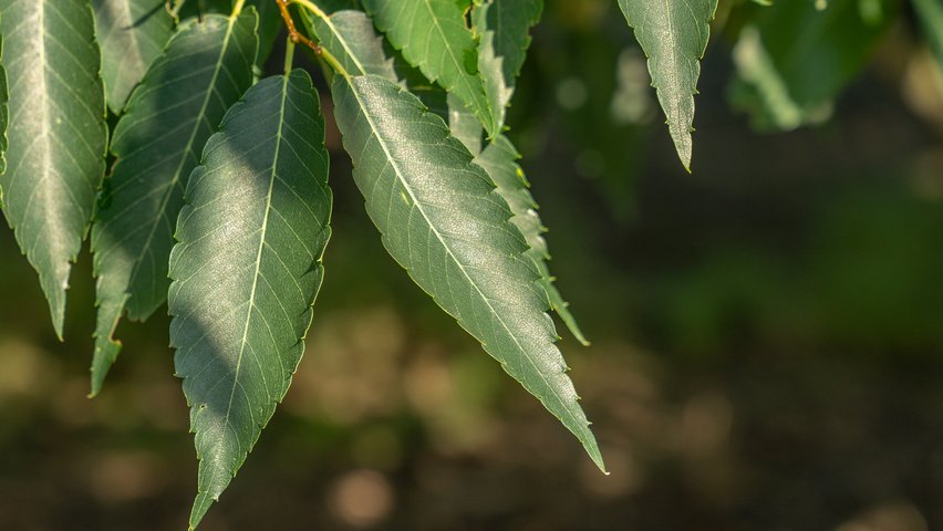 Zelkova serrata 'Urban Ruby' leaves