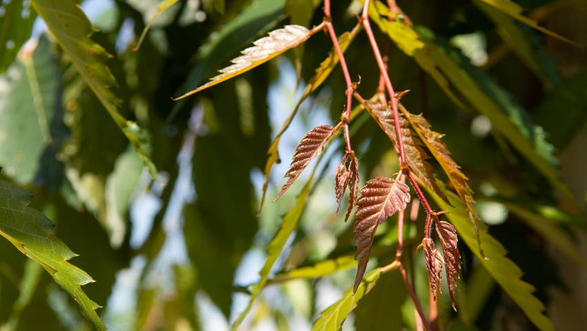Zelkova serrata 'Urban Ruby' leaves