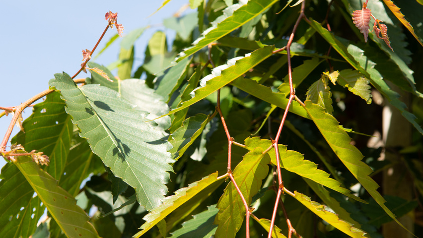 Zelkova serrata 'Urban Ruby' leaves
