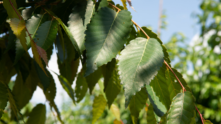 Zelkova serrata 'Urban Ruby' leaves
