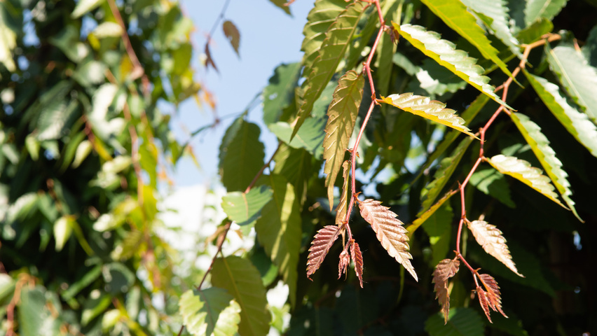 Zelkova serrata 'Urban Ruby' leaves