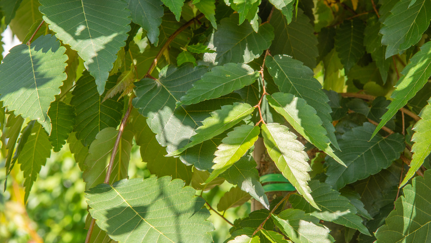 Zelkova serrata 'Urban Ruby' leaves