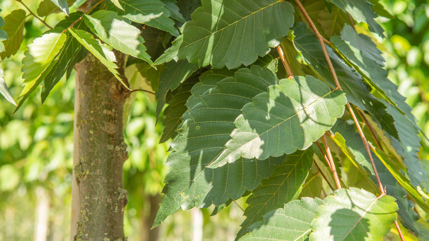 Zelkova serrata 'Urban Ruby' leaves