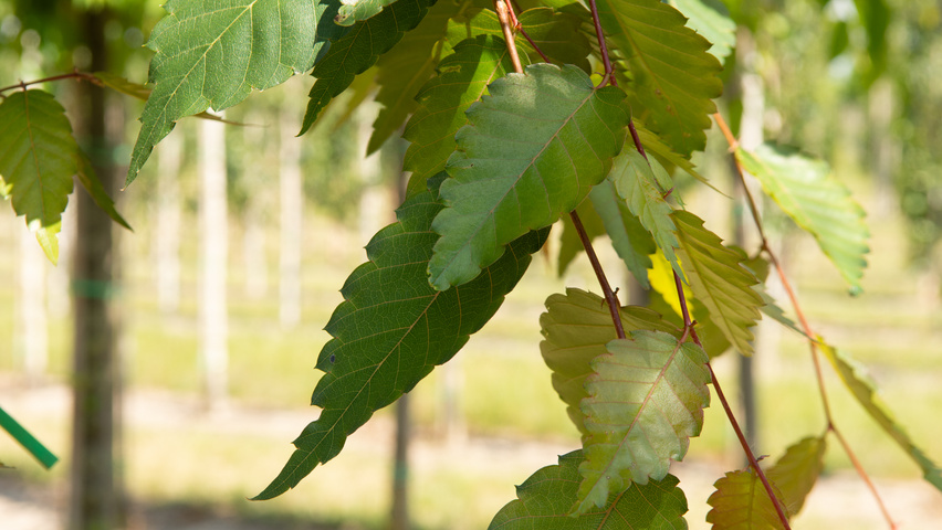 Zelkova serrata 'Urban Ruby' leaves