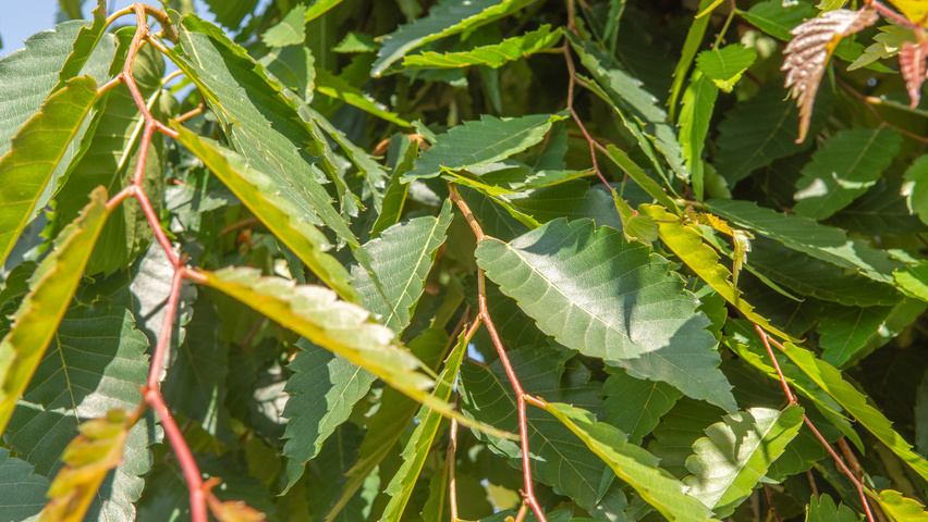 Zelkova serrata 'Urban Ruby' leaves