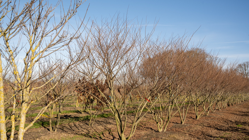 Zelkova serrata 'Urban Ruby' multi-stem