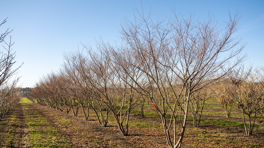 Zelkova serrata 'Urban Ruby' multi-stem
