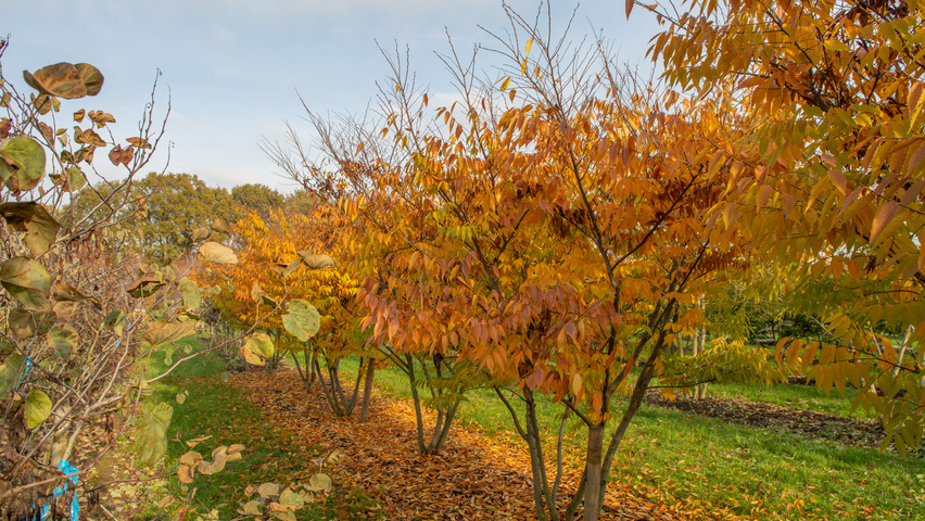 Zelkova serrata 'Urban Ruby' multi-stem