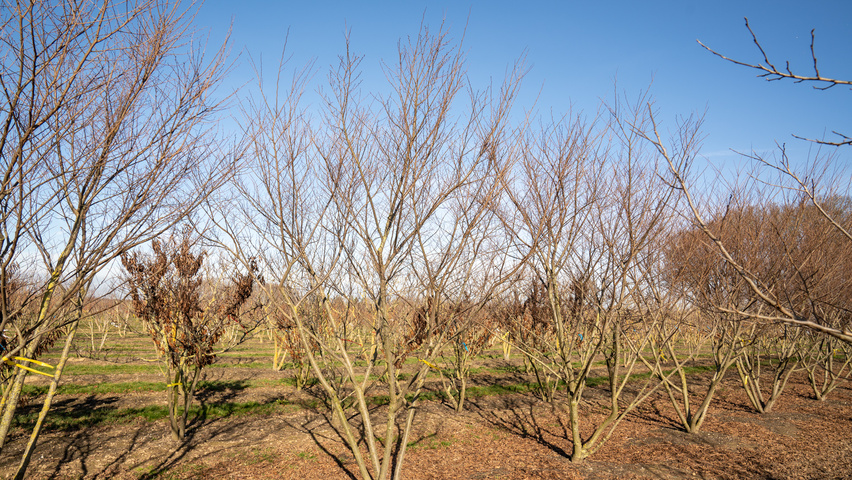 Zelkova serrata 'Urban Ruby' multi-stem