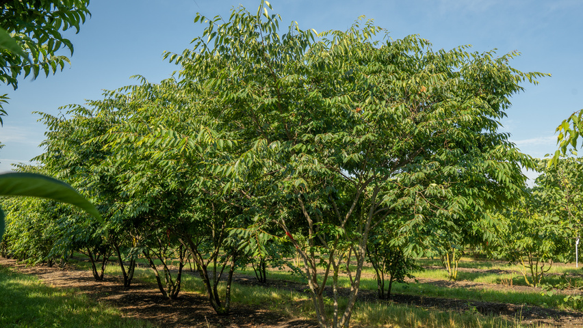 Zelkova serrata 'Urban Ruby' multi-stem