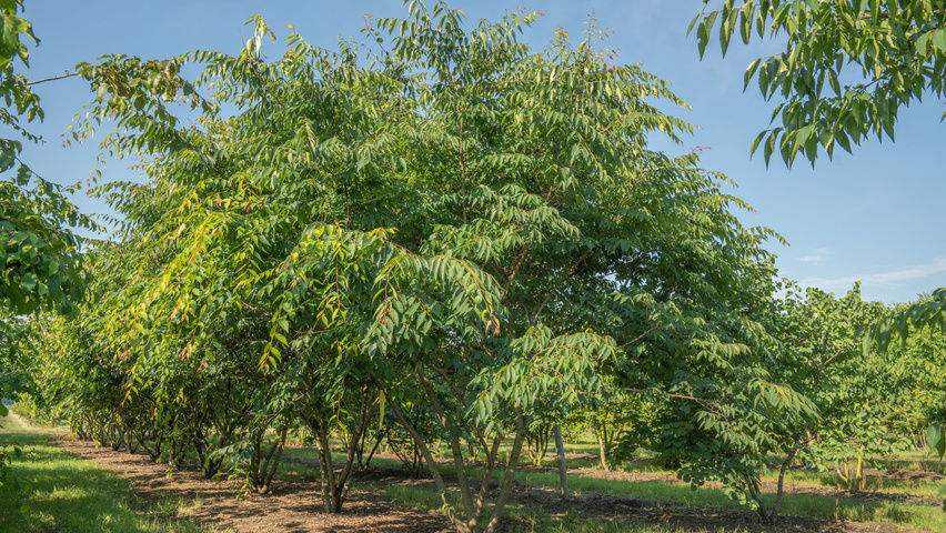 Zelkova serrata 'Urban Ruby' multi-stem