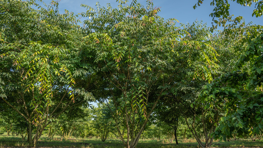 Zelkova serrata 'Urban Ruby' multi-stem