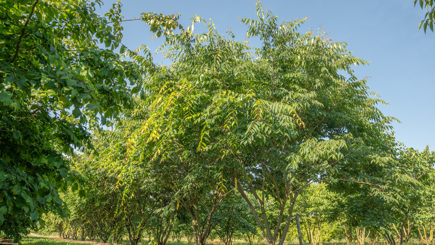 Zelkova serrata 'Urban Ruby' multi-stem