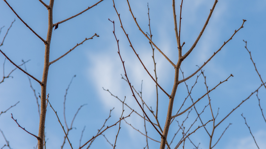 Zelkova serrata 'Urban Ruby' twigs