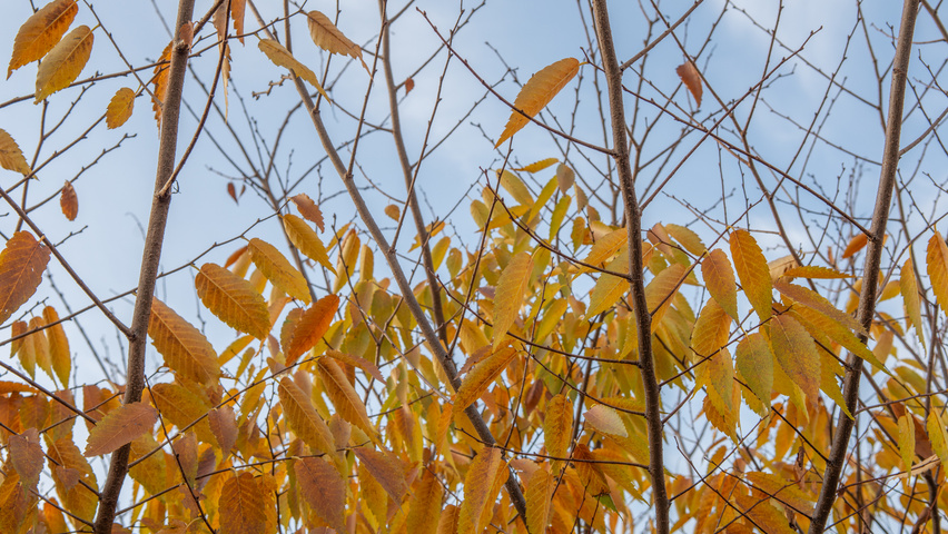 Zelkova serrata 'Urban Ruby' twigs