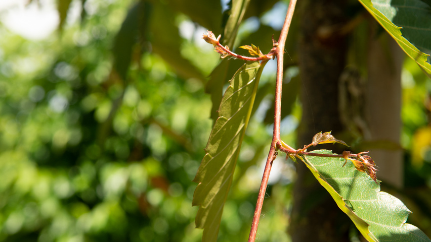 Zelkova serrata 'Urban Ruby' twigs