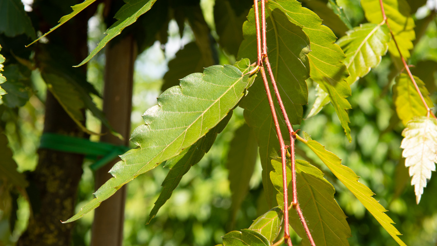 Zelkova serrata 'Urban Ruby' twigs