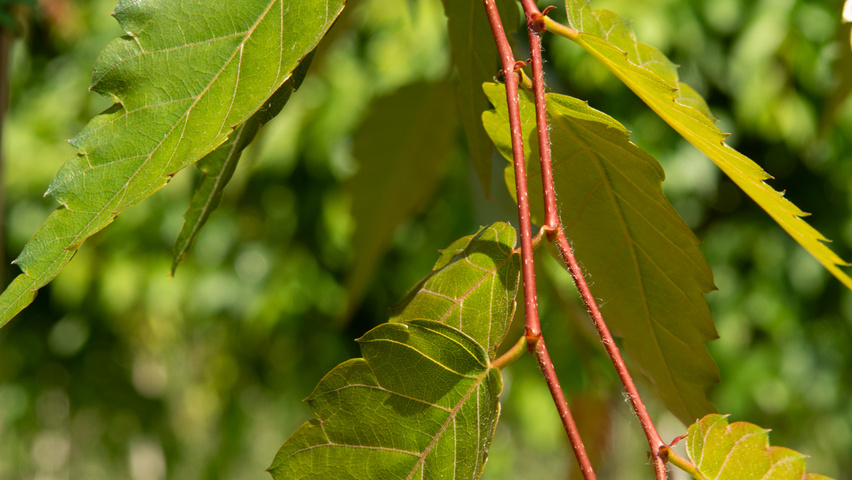 Zelkova serrata 'Urban Ruby' twigs