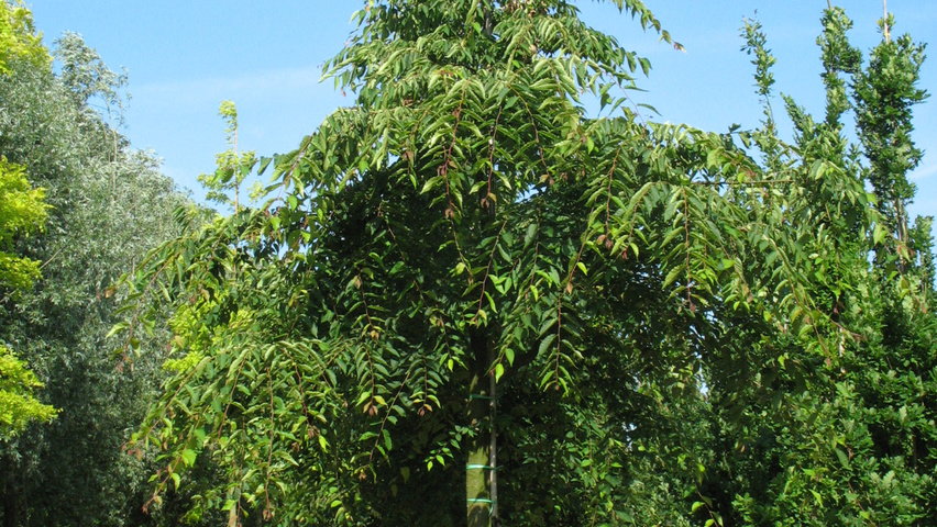 Zelkova serrata 'Village Green' haute tige