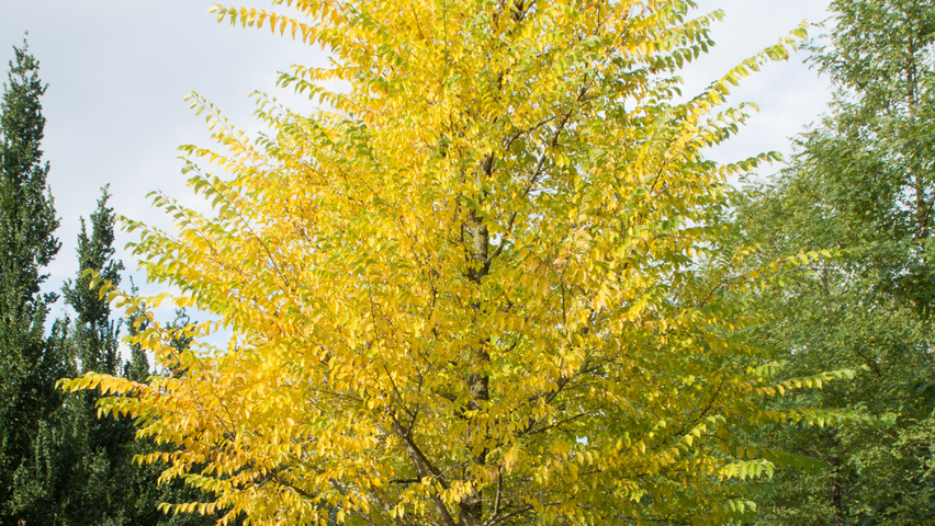 Zelkova serrata 'Village Green' haute tige