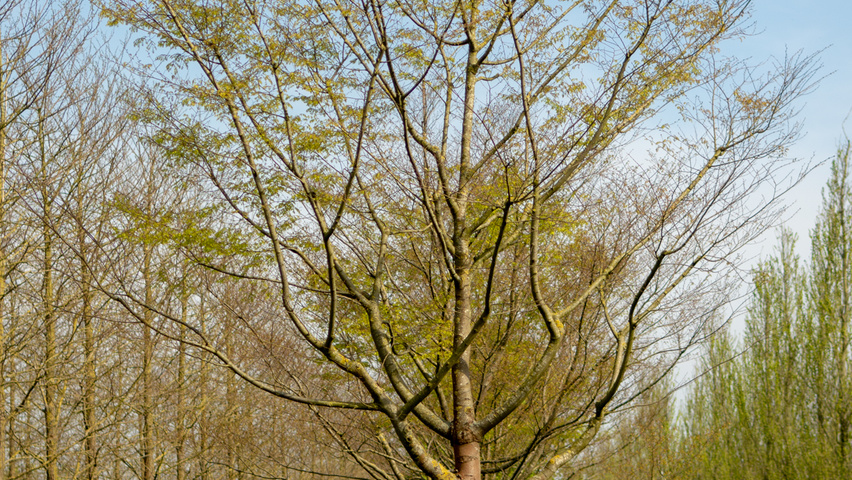 Zelkova serrata 'Village Green' haute tige