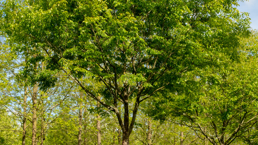 Zelkova serrata 'Village Green' haute tige