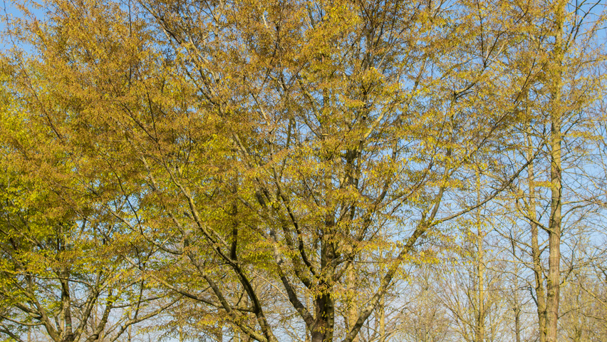 Zelkova serrata 'Village Green' haute tige
